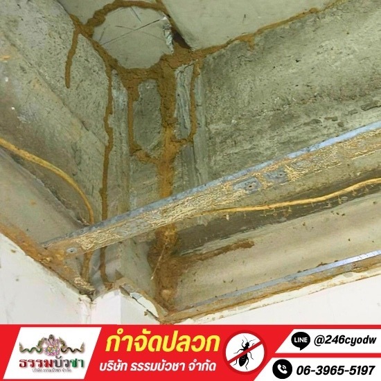 กำจัดปลวก นครปฐม - ธรรมบัวชา - กําจัดปลวกราคาถูก นครปฐม