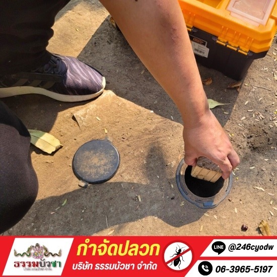 กำจัดปลวกนครปฐม กำจัดปลวก ราคา  บริษัทกำจัดปลวก  บริการกำจัดปลวก  รับกำจัดปลวก นครปฐม  รับกำจัดปลวกใกล้ฉัน 