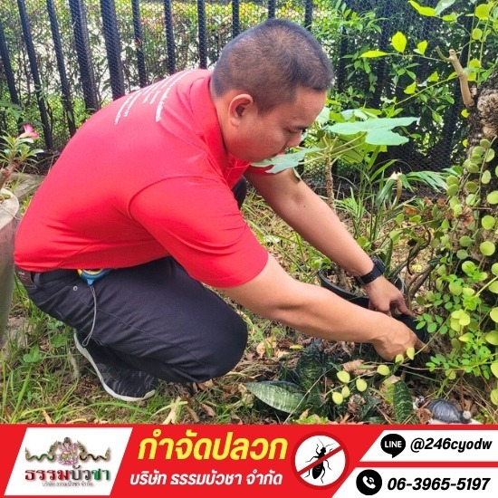 บริษัทกำจัดปลวกนครปฐม บริษัทกำจัดปลวกนครปฐม  รับกำจัดปลวกนครปฐม  บริษัทกำจัดปลวก  บริการกำจัดปลวก  กําจัดปลวก ใกล้ฉัน 